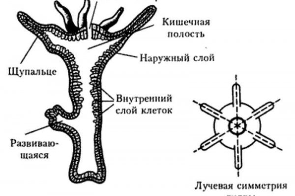 Гидра ссылка зеркало