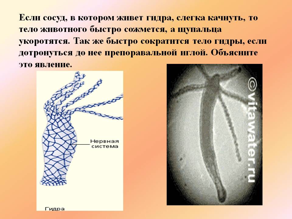 Кракен тг ссылка